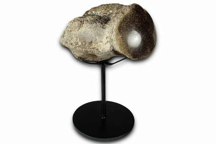 Polished Fossil Mosasaur Vertebra w/ Metal Stand - Texas #350968
